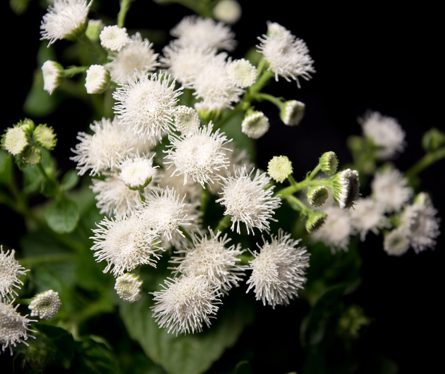 Dondo White Ageratum Seeds (100 Seeds) - Beautiful White Blooms Summer Till Frost