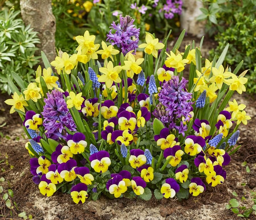 Best of Show Flower Garden Kit - Daffodil Bulb, Grape Muscari Bulb, Johnny Jump Up Pansies Seeds, Hyacinth Bulbs