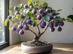 Mission Fig Bonsai Tree Seedling for Planting - Well Rooted 1 Yr. Seedling