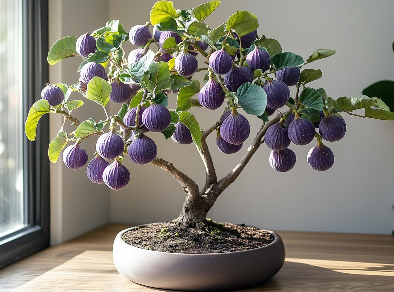 Mission Fig Bonsai Tree Seedling for Planting - Well Rooted 1 Yr. Seedling