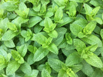 Spearmint Seeds for Planting | 150+ Seeds of Perennial Spearmint Herb