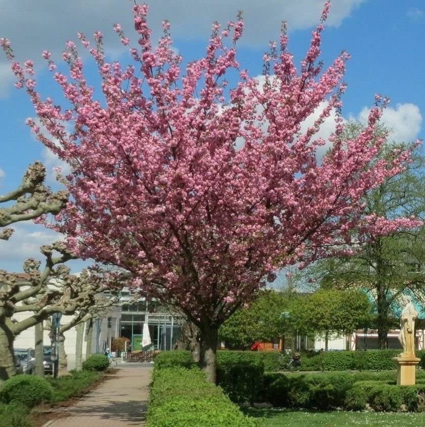 Japanese Flowering Cherry Blossom Bonsai Seeds, Sakura Bonsai Seeds - Fresh Exotic Rare Bonsai Seeds