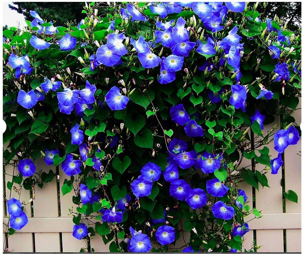 250 Heavenly Blue Morning Blooming Vine Seeds - Wonderful Climbing Heirloom Vine - Non GMO and Neonicotinoid Seed. Marde Ross & Company