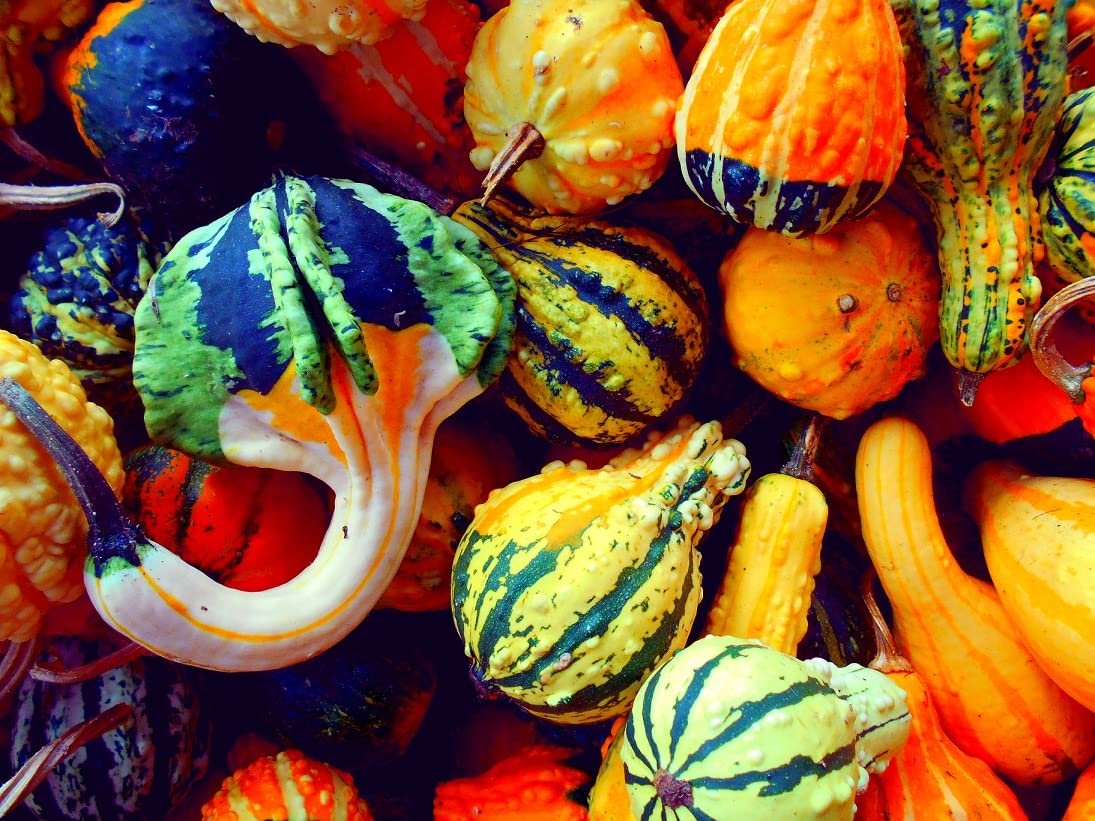 Small Gourd Mix Seeds to Grow | 25+ Seeds | Grow Your Own Fall Decor
