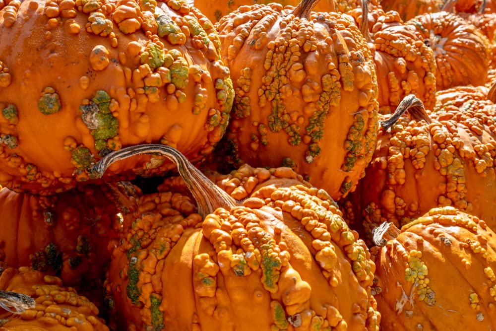 Goosebumps Pumpkin Seeds for Planting (10 Seeds) - Orange Warty Pumpkins