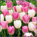 Fugalaucm Tulip Bulb Perennial Planting Ornament Flower Pot Planting Garden Rare Gift-5 Bulbs,A