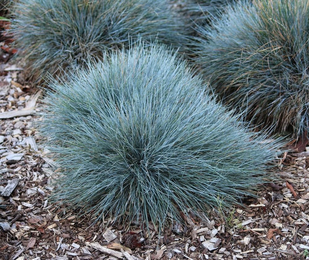 Fresh Blue Fescue Grass Seeds for Planting - Ornamental Landscape or Container Grass
