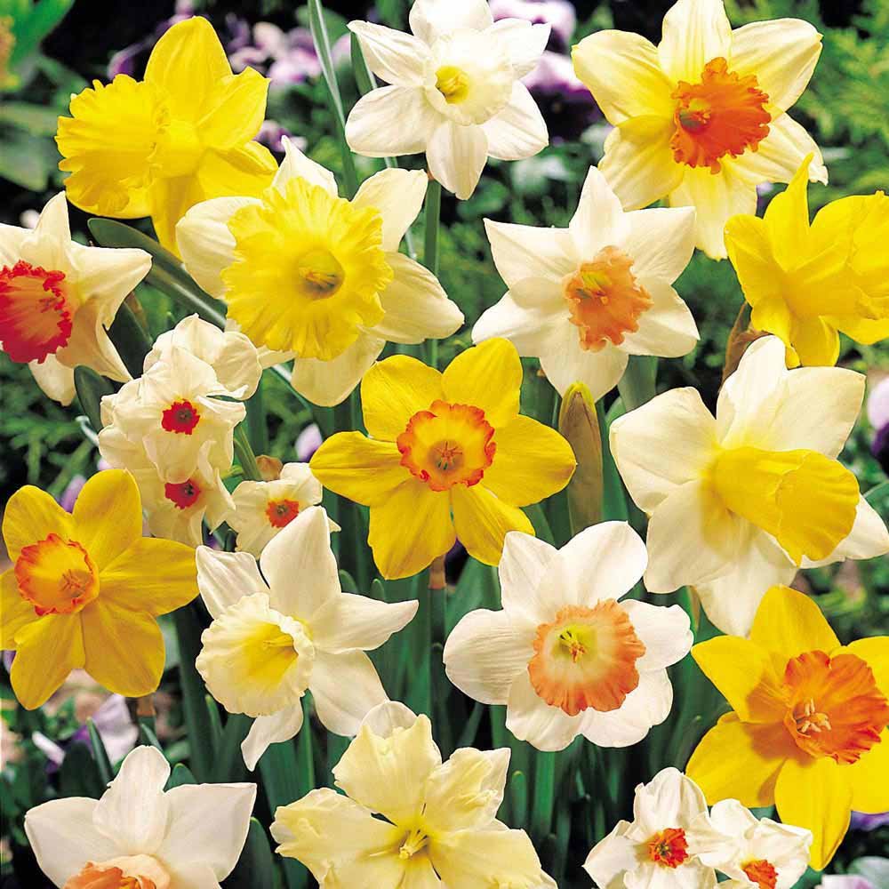 Daffodil Bulbs - Narcissus Assorted ,Long lasting~ 20 Trumpet Daffodil Mix Bulb