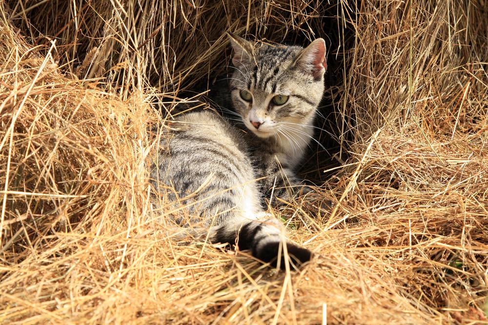 Feral Cat, Kitten Winter Rescue Kit - Warm Wheat Straw Bedding and Kitty Treats - 2 Pounds Straw + Cat Snacks
