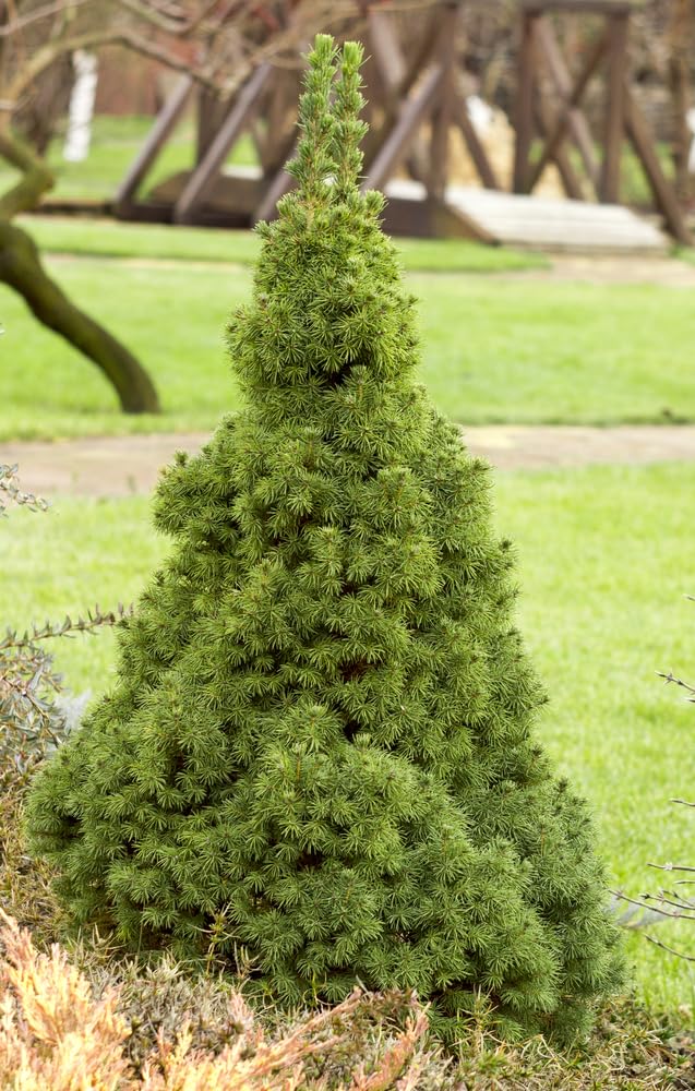 Black Hills Spruce Seedlings for Planting - Attractive Evergreen Trees for Landscape or Privacy (Picea glauca densata)