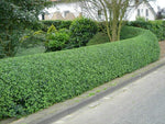 Common Privet Seeds for Planting (30 Seeds) - Ligustrum vulgare, European Privet