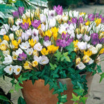 Crocus Species Mix (5 Bulbs) Purple, White, Yellow Perennial Bulb Mix. Made in USA, Ships from Our Iowa Nursery