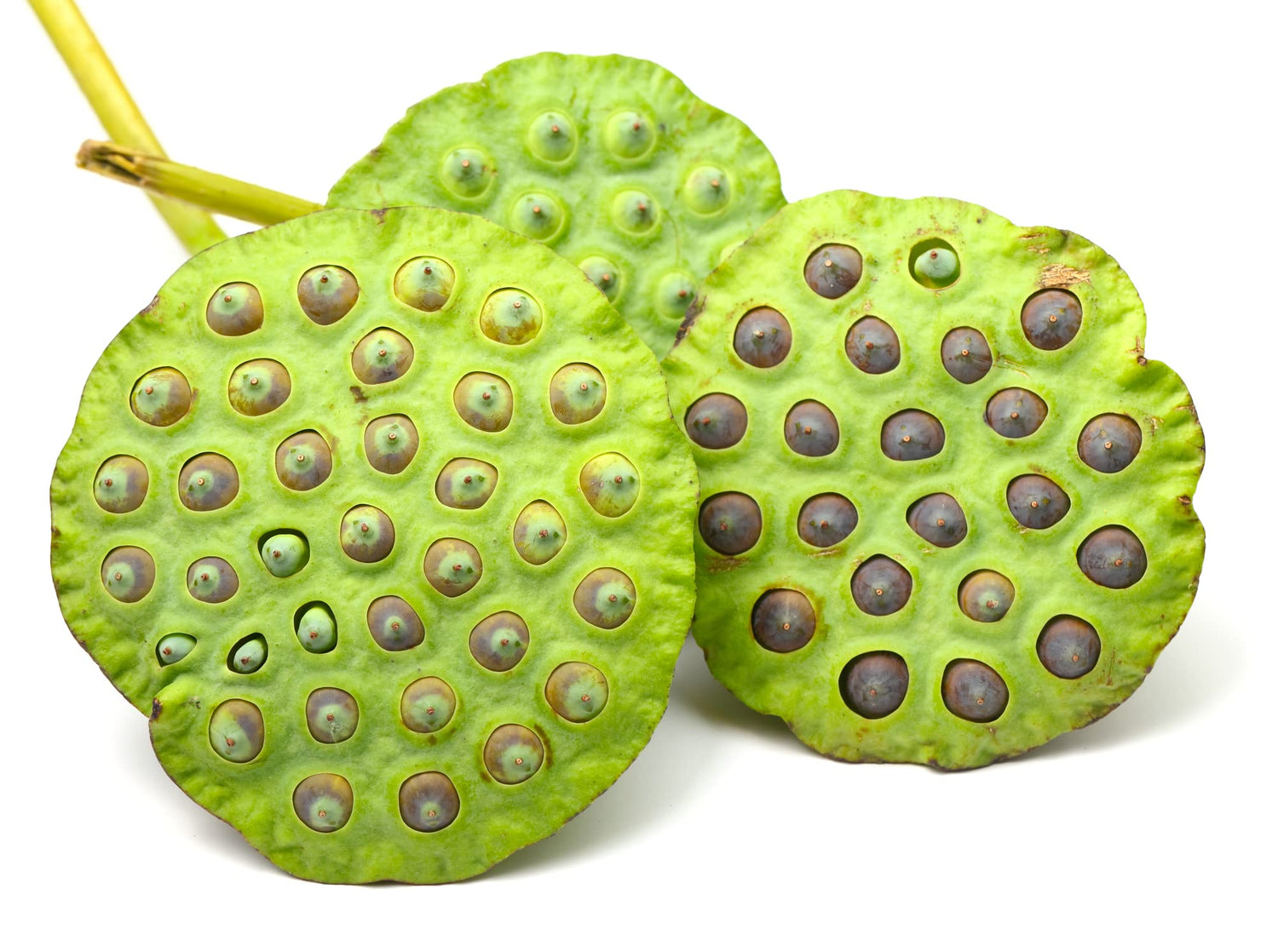 Sacred Lotus Flower Seeds for Planting (15 Seeds) - Popular Aquatic Plant