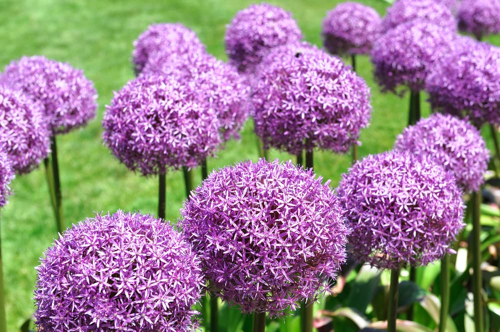 Purple Sensation Allium Bulbs - Ready to Grow Indoors or Outdoors - Ships from Iowa, USA
