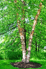 River Birch Trees for Planting | Live Tree Seedlings - No Ship to California
