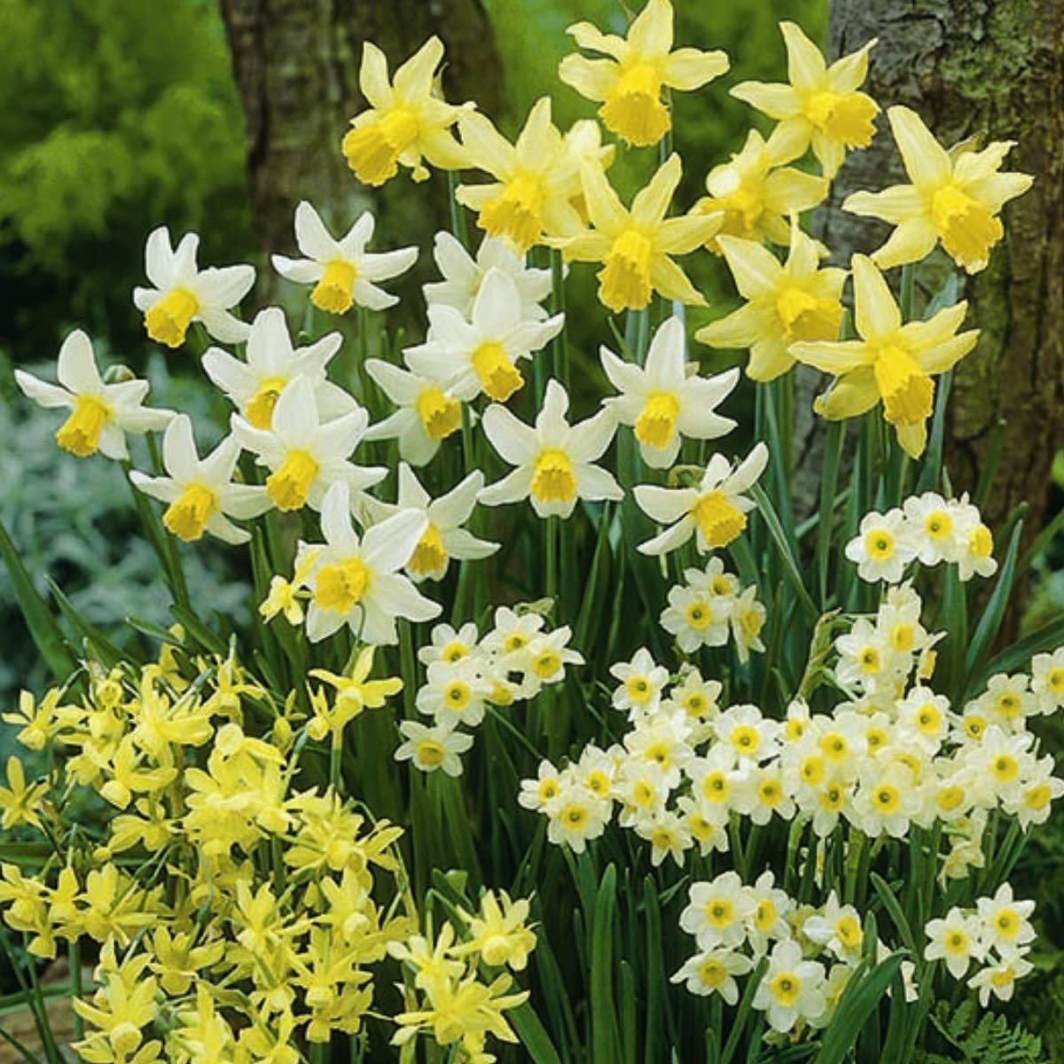 Daffodil Bulbs- Fragrant Mix, Large Bulb Size! 14-16 cm, Perennial,