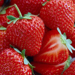Honeoye Strawberry Bare Root Plants for Growing - Extremely Hardy June-Bearing Can Not Ship to California