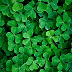 White Lucky Grass Seeds for Planting - Easy to Grow Clover