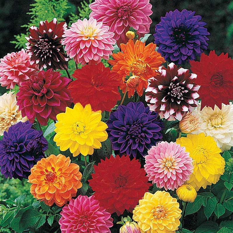Decorative Dahlia Mixture Bulbs for Planting - Mixture of Various Dahlia, Large Clump of Tubers