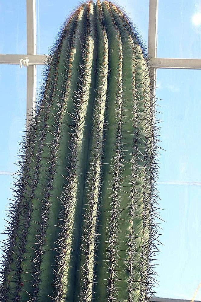 Carnegiea gigantea, Saguaro, Pilocereus giganteus Cactus Seeds (500 Seeds)
