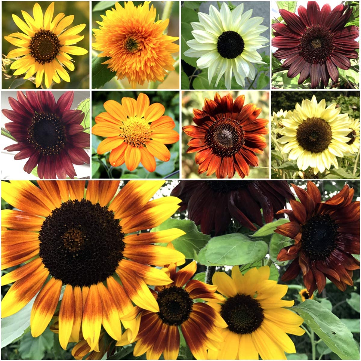 Bulk Sunflower Seeds for Planting | Heirloom & Non-GMO Sunflower Seeds | 1000+ Giant Mammoth Sunflower Seed Mix to Plant Outdoor Home Garden