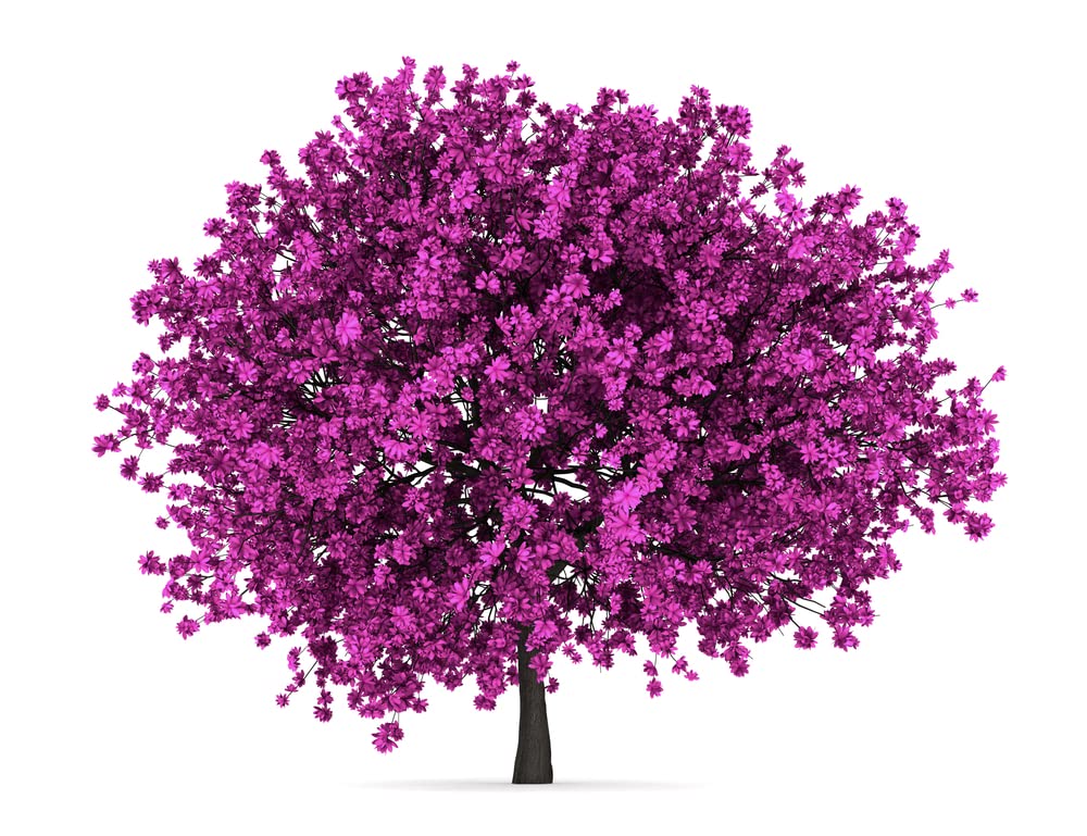Judas Tree Seeds for Planting - 20 Seeds - Flowering Tree Prized for Yard, Garden or as Bonsai