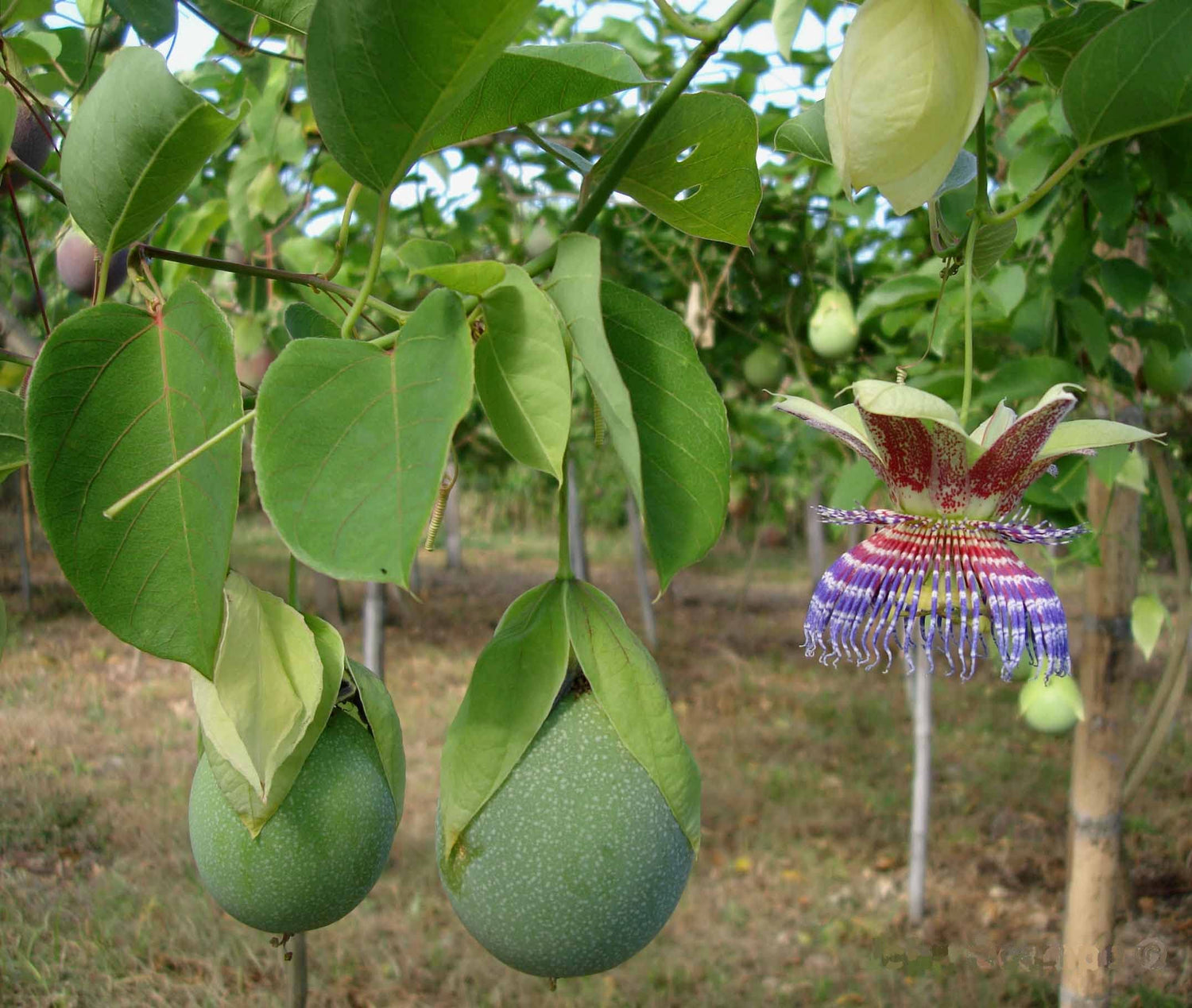 Sweet Calabash Seeds for Planting (30 Seeds) - Passiflora maliformis