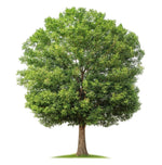 Black Walnut Tree Seedling - Live Plants | Live Tree Seedlings (3 TreeSeedlings)