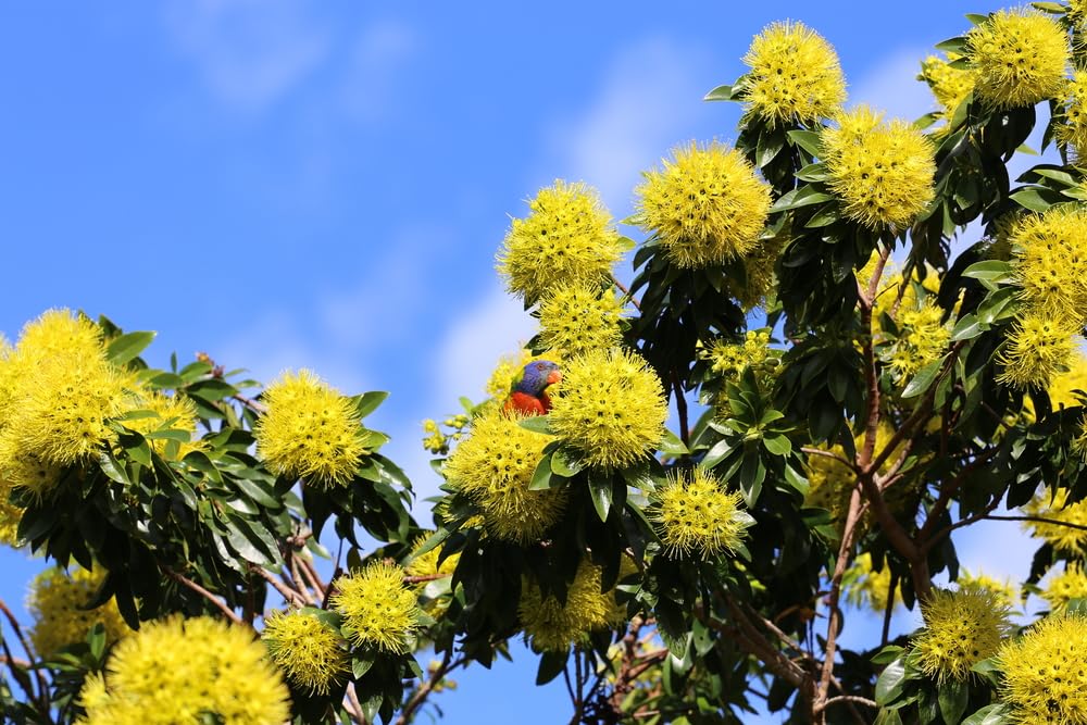 Dwarf Golden Penda Seeds for Planting (30 Seeds) - Xanthostemon chrysanthus - Olympic Gold Flowers