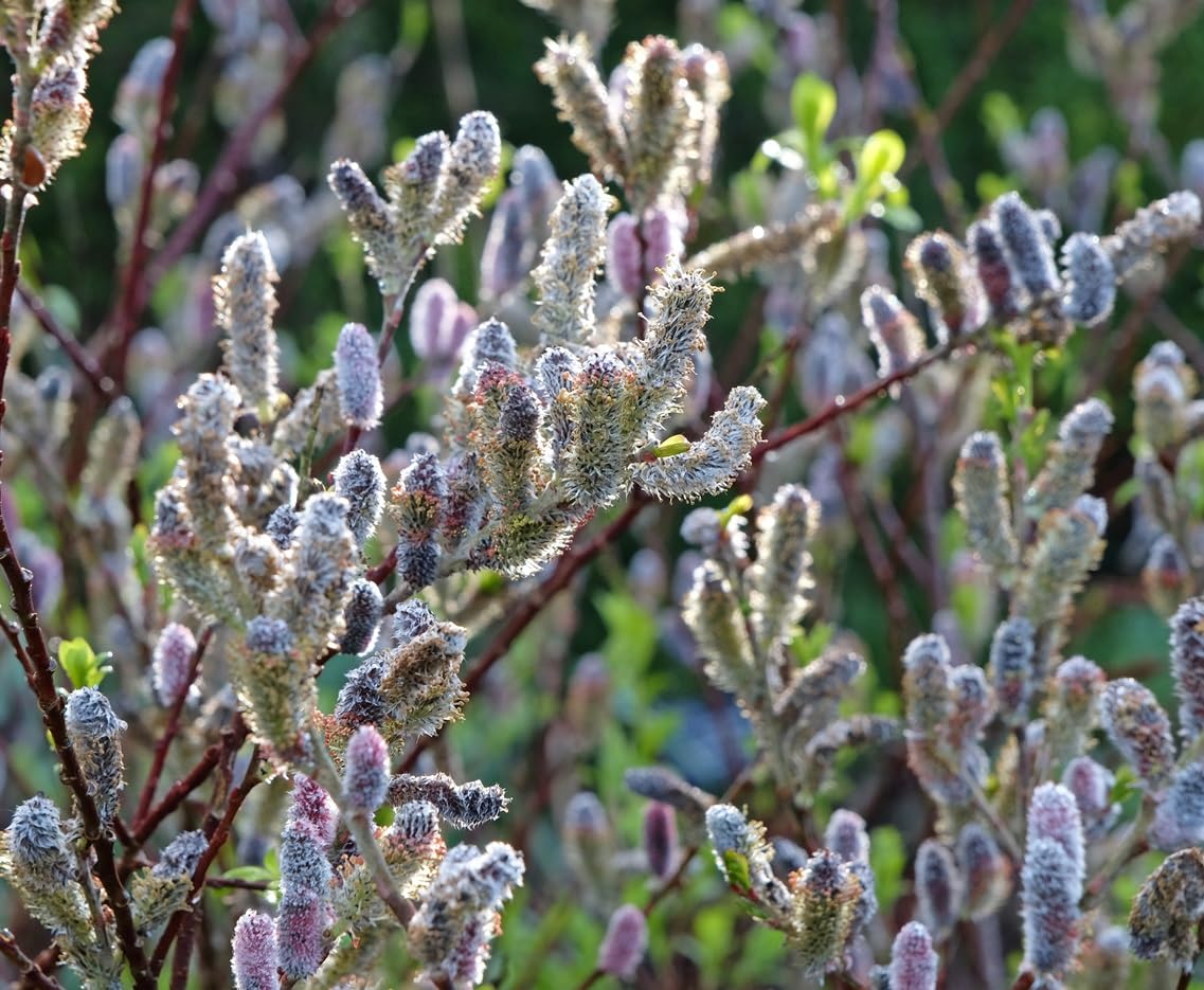 Pink Pussy Willow Tree Cutting to Plant - Grow Stunning Weeping Catskin Willow Tree
