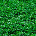 Alfalfa Cover Crop Seeds | Non-GMO | Heirloom | Fresh Garden Seeds
