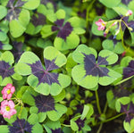 Oxalis Bulbs - 20 Green Shamrocks Bulbs - Outstanding Garden Flowers Fast Grow Bonsai Cute Flowers Easy to Plant