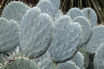 Giant Prickly Pear Cactus Seeds - 20+ Seeds -Opuntia Robusta - Ships from Iowa, USA - Grow Exotic Cacti