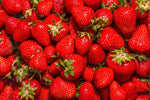(Best) Jewel Strawberry Plants - Bare Root Plants to Grow Strawberries - Ready to Ship - No Ship to California