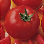 Bush Early Girl II Tomato Seeds (((50 Seed Packet))) (More Heirloom, Non GMO, Vegetable, Fruit, Herb, Flower Garden Seeds at Seed King Express)