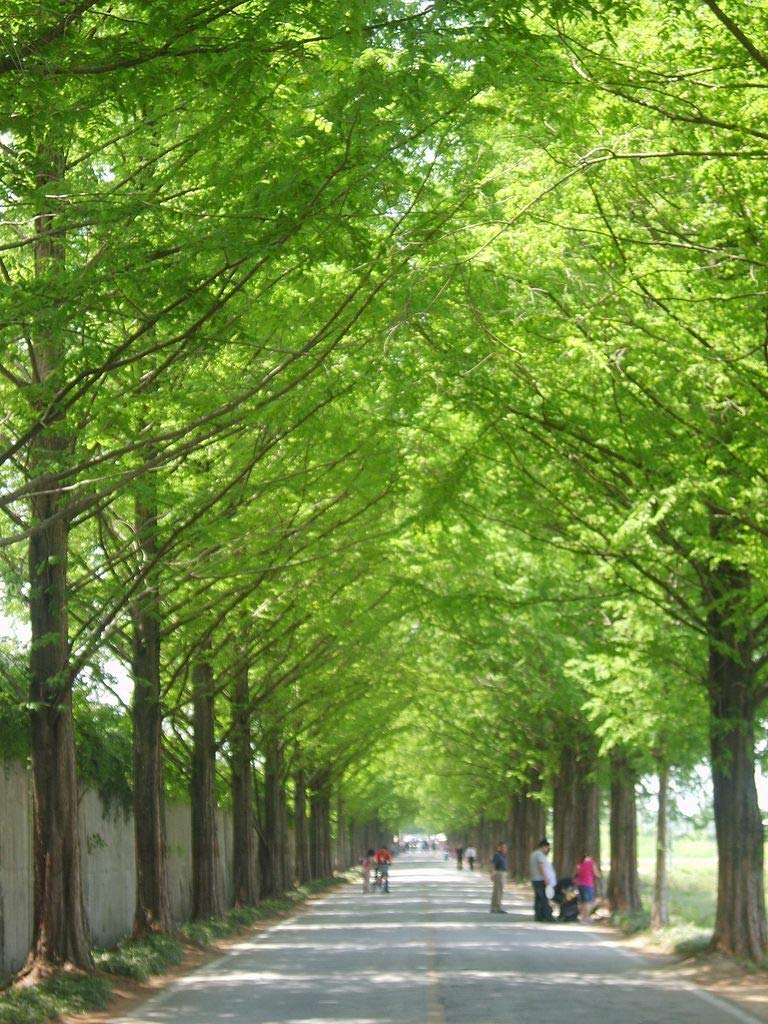 Dawn Redwood Tree Metasequoia jocad (20 Seeds)