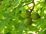 Black Walnut Tree Quart Pot
