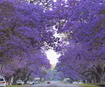 Blue Jacaranda Tree Seeds (100 Seeds) - Easy to Grow, Rare Blue Flowering Tree