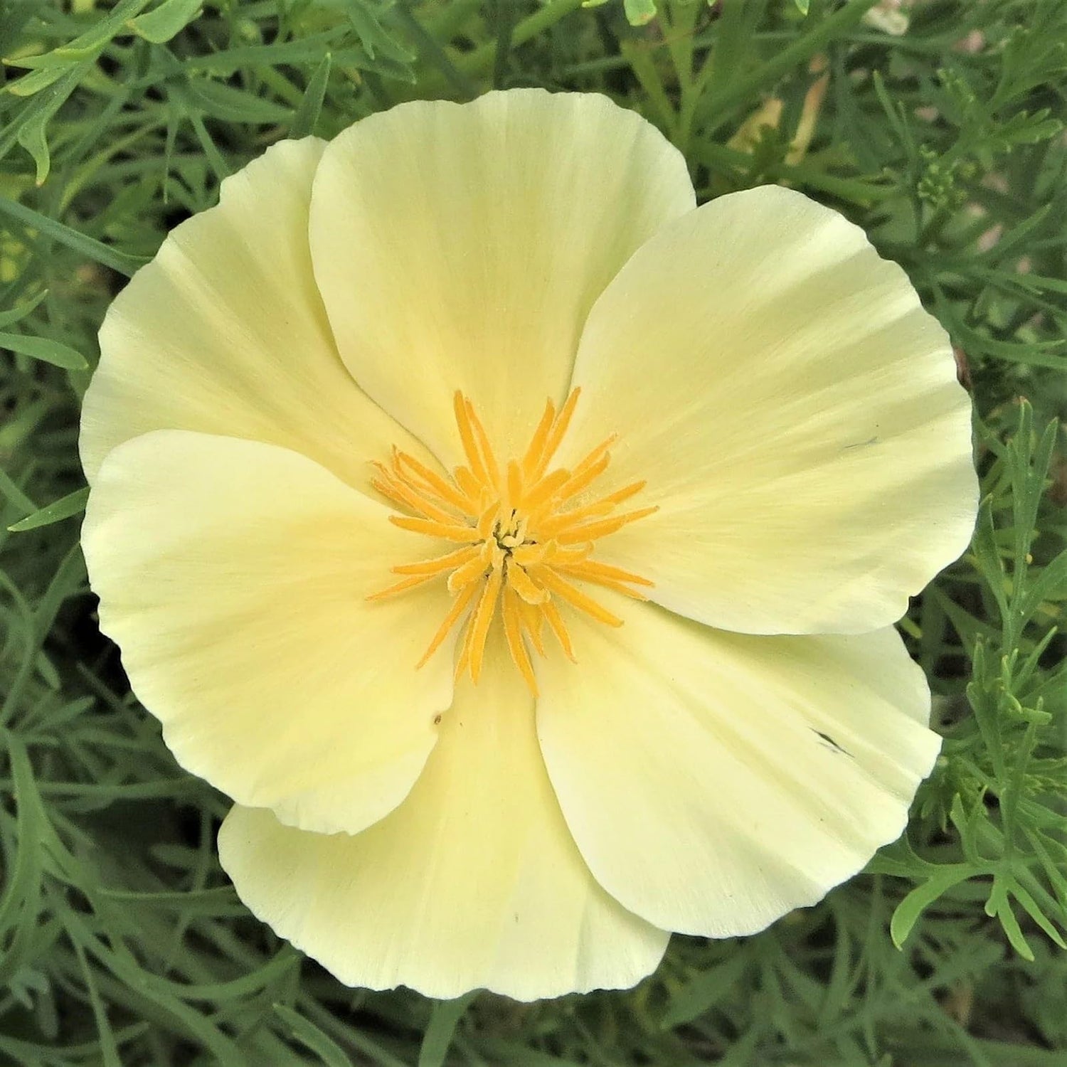Poppy Flower Seeds for Planting - Rare Strains (50 Seeds per Packet)