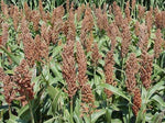 Sweet Sugar DRIP Sorghum Seeds - Makes a Sweet Syrup MMmmmmmm.It's Good