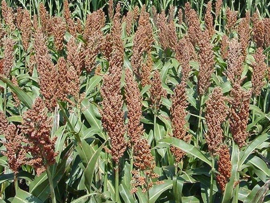 Sweet Sugar DRIP Sorghum Seeds - Makes a Sweet Syrup MMmmmmmm.It's Good