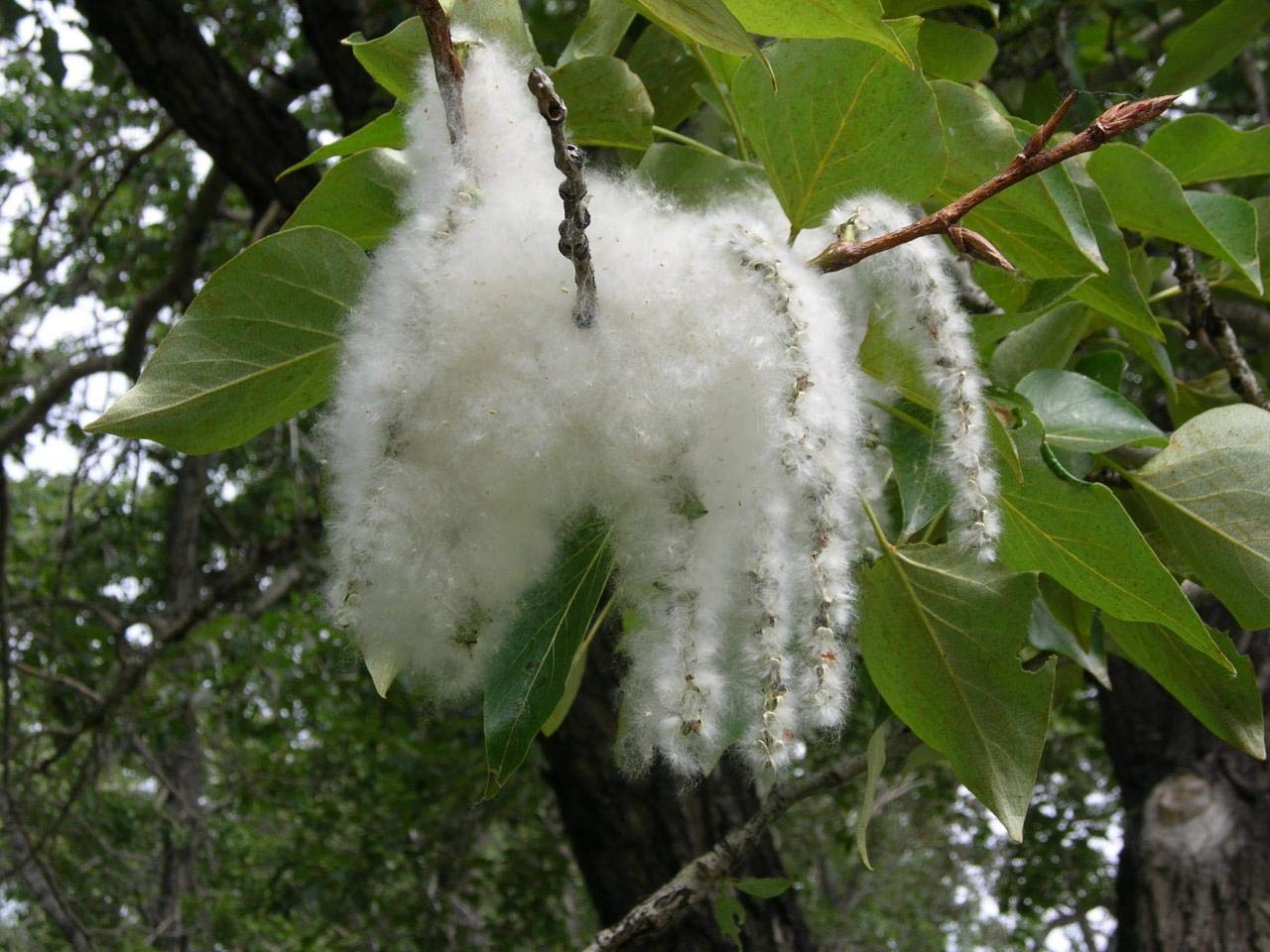 2 Cottonwood Tree Cuttings - Grow 2 Trees
