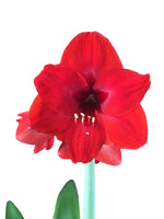 5 Red Lion Amaryllis Bulbs. Special Holiday Bulk Pricing! Wonderful to Gift As-is to Your Friends, or Jazz These Bulbs up Yourself with Clever Packaging to Put Your Own Style Into Your Gift!
