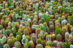 Cacti Seeds Mix - 50+ Seeds - Ships from Iowa, USA - Grow Exotic Cacti