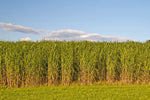 Switchgrass Seeds for Planting - Fast Growing and Hardy Prairie Grass, Bio Fuel Grass or Privacy