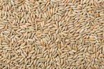1,000 Seeds - No-Till Winter Rye Cover Crop Seeds - Non-GMO Rye - Deer & Turkey Food Plot Seed - Winter Hardy Cover Crop