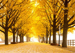 Gingko Live Tree Seedlings | No Ship to California | Ginko Trees