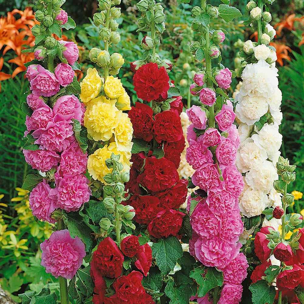 Double Hollyhock Seeds for Planting, Mixed Colors - 100+ Seeds - Long Blooming Period in All Zones
