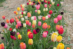 Tulip Time 50 Bulb Mixed Color Tulip Bulbs - Easy to Grow - Made in USA, Ships from Iowa
