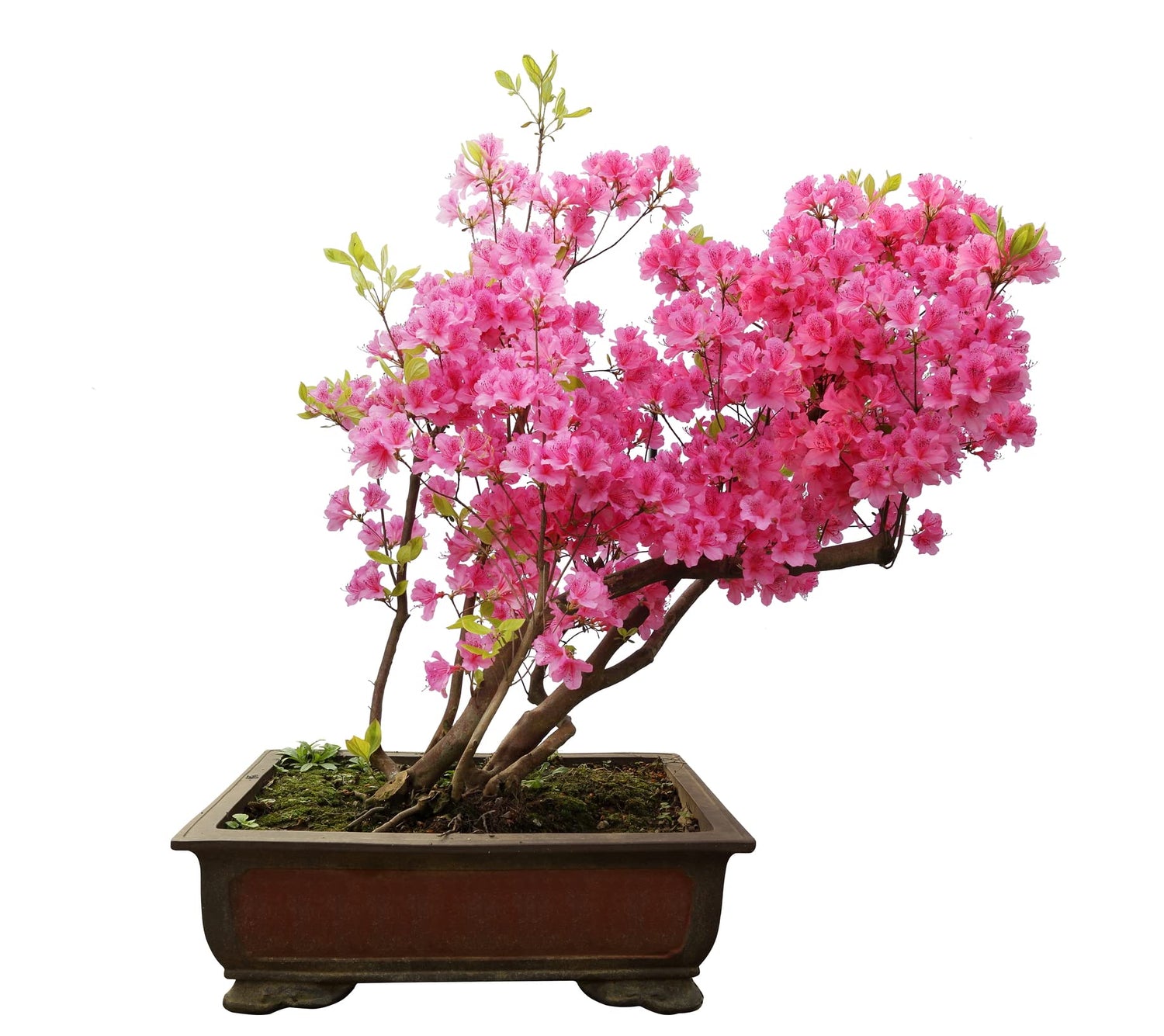 Pink Azalea Bonsai Tree Seeds for Planting- 30 Seeds - Prized Flowering Bonsai Specimen